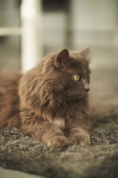 Beautiful Gray Cat Lies Floor Contemporary Apartment — Photo