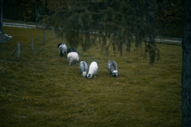 Çiftlikte ot yiyen bir grup genç koyun.