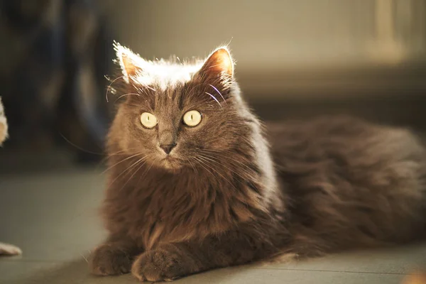 Gato Doméstico Curioso Com Luz Solar Parte Trás Olhando Para — Fotografia de Stock