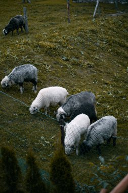 Çayırda koyun sürüsü. Köydeki hayvan çiftliği kavramı