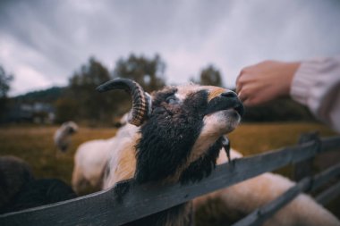 Turist, ahşap bir çitin içinden bir koyunu okşuyor. Kırsal kesimde gezme ve hayvanlarla tanışma kavramı.