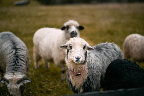 Boynunda Çan Olan Bir Koyun Portresi Güzel Bir Arka Planda — Stok fotoğraf