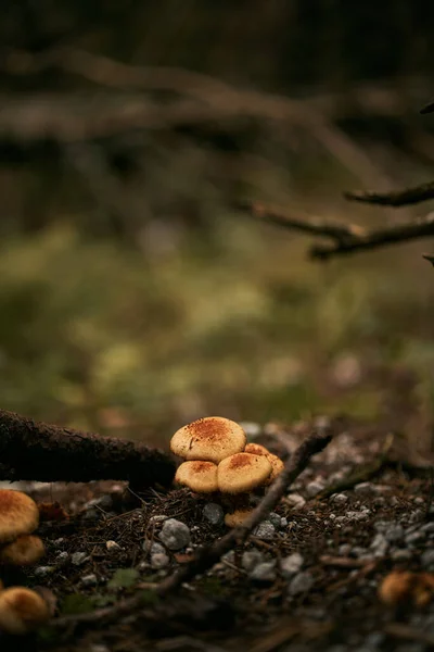 Close-up of mushrooms in the forest. Concept of picking good mushrooms in the woods with family during the autumn season