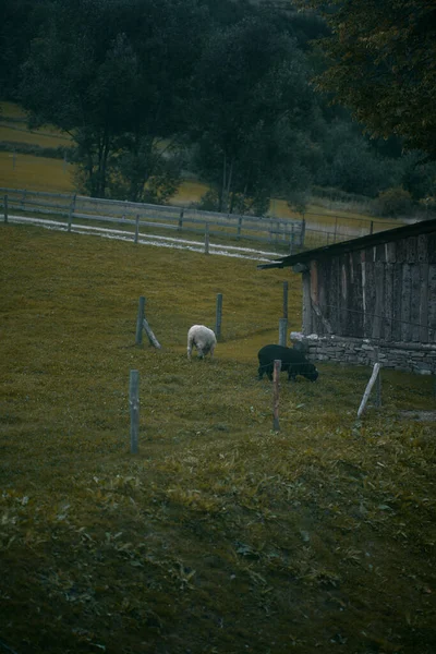 牧草地で羊の群れ 村内の動物園の概念 — ストック写真