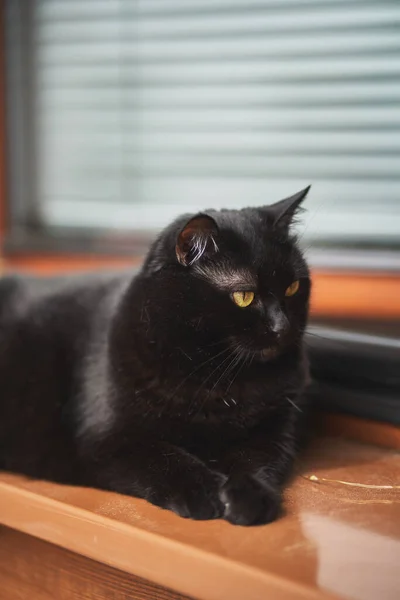 Close Portrait Gorgeous Domestic Pet Black Cat Sits Window Sill — Fotografia de Stock