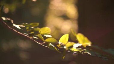 Akşamları parlak yeşil yapraklar saçan kameranın makro yakın çekimi.