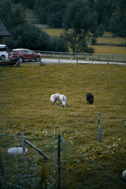 Çayırda koyun sürüsü. Köydeki hayvan çiftliği kavramı