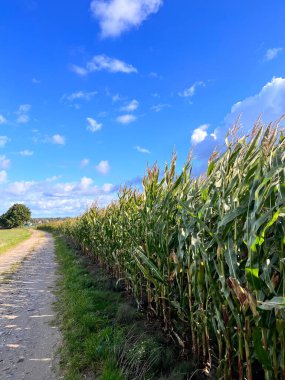 Mısır tarlası ve mavi gökyüzü. Genç yeşil mısır yazın tarlada yetişir. Yolun yakınındaki genç mısır bitkileri. Mısır tarlalarda yetişir.,