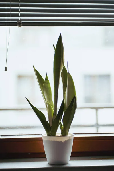 Isolated Sansevieria White Pot Keeping Plants Indoors Concept — 图库照片
