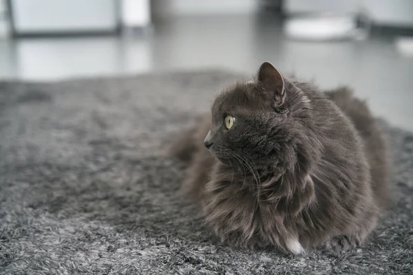 Close Portrait Domestic Male Cat Sits Carpet Concept Keeping Pets — Fotografia de Stock