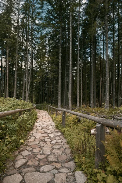 Landscape with empty asphalt road through woods in summer. Road in a mountain forest . Beautiful mountain curved roadway, trees with green foliage and overcast sky. Concept of traveling and hiking