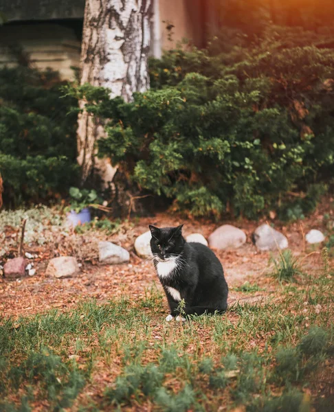 Gato Negro Ojo Sienta Patio Trasero Gato Doméstico Sentado Fuera — Foto de Stock