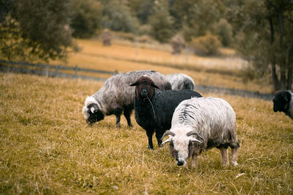 Uma Manada Ovelhas Prado Conceito Fazenda Animais Aldeia — Fotografia de Stock