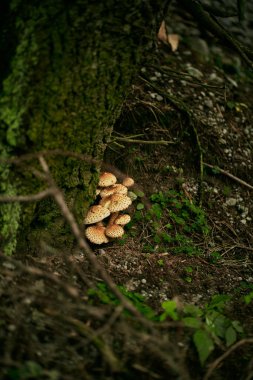 Ormandaki mantarlara yakın çekim. Sonbahar mevsiminde ailenle birlikte ormanda mantar toplama kavramı.