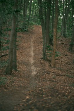 Yaz akşamları orman yolu