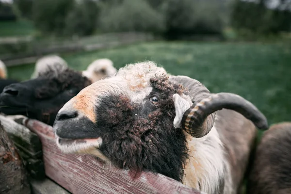 外面成群的羊 农村生活和农业的概念 — 图库照片