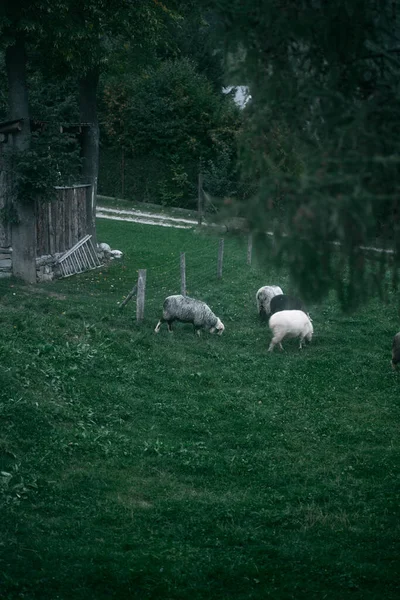 Мастурбує Вівцями Лузі Зграя Вівць Витріщаються — стокове фото