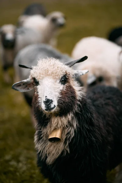 Uma Manada Ovelhas Prado Conceito Fazenda Animais Aldeia — Fotografia de Stock