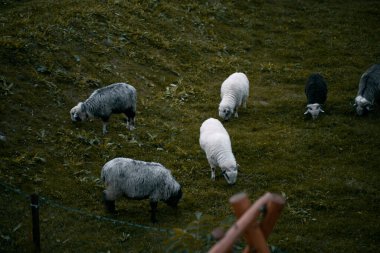 Otlağa koyun asmak. Seyreden bir koyun sürüsü.