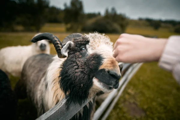 手が手を伸ばして羊の頬を撫でる 人という概念は動物をふれあい動物園に閉じ込めています 農場の羊 — ストック写真