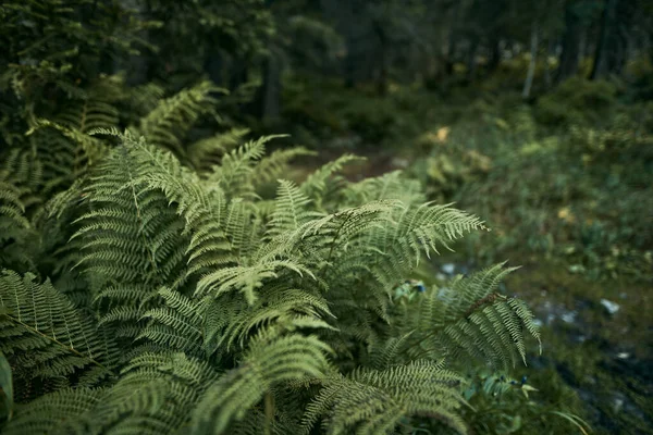 Háttér Természetes Páfránnyal Fern Közelkép Erdőben Titokzatos Erdő Fogalma Természetes — Stock Fotó
