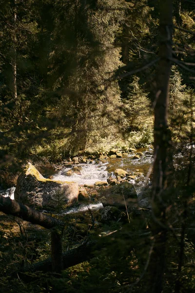 Cascata Nella Foresta Correre Torrente Nel Bosco Concetto Natura Selvaggia — Foto Stock