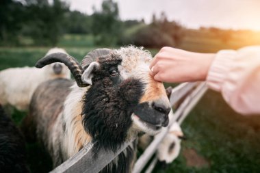 Dağlarda koyun sürüsü - Tatra Dağları, Polonya, Zakopane.