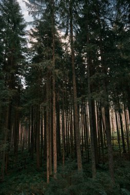 Bir sonbahar gününde orman. Doğal arka plan. Çam ve yapraklar. Pov yürüyüşü ve sisli dağ ormanlarında yürüme kavramı.