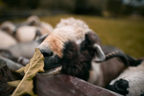 牧草地で羊の群れ 村内の動物園の概念 — ストック写真