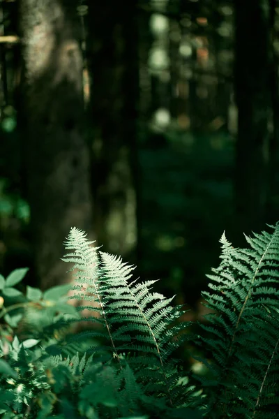 Fern Odchodzi Ciemnym Lesie Naturalne Tło Makro Liści Trawy Pastewnej — Zdjęcie stockowe