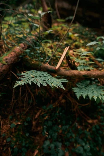 自然シダの背景 森の中でシダのクローズアップ 神秘的な森の概念 自然背景と壁紙 森の中に美しい緑のシダの葉 — ストック写真
