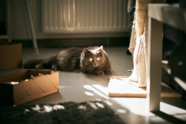 Beautiful Gray Cat Lies Floor Contemporary Apartment — Fotografia de Stock