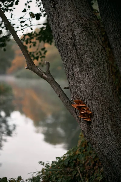 Close-up of mushrooms in the forest. Concept of picking good mushrooms in the woods with family during the autumn season