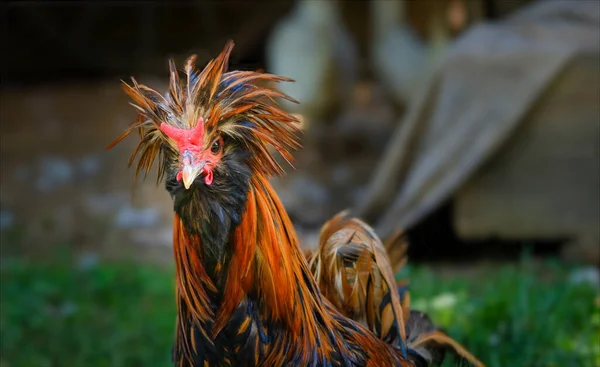 Polish Rooster Fabulous Plumage Looking Camera — Stock Photo, Image