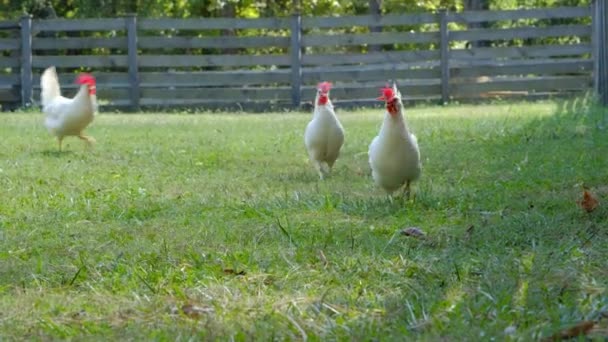Chickens Running Farm Yard Single File Ducking Fence Bright Warm — Stock Video