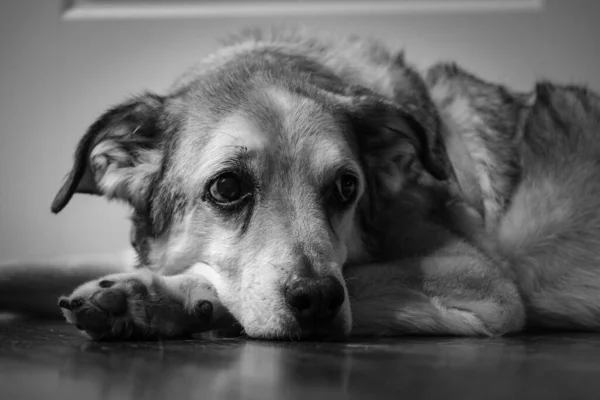 Düşünceli köpek. İfade dolu bakışları var.