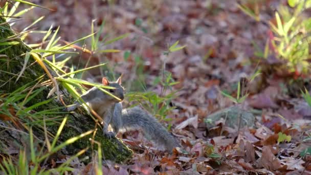 Восточная Серая Белка Sciurus Carolinensis Смотрит Камеру Убегает — стоковое видео