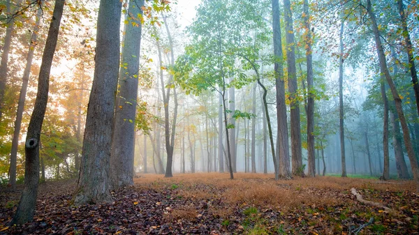 Plancher Forêt Moody Avec Brume Brouillard Couleur Vibrante Pendant Automne — Photo