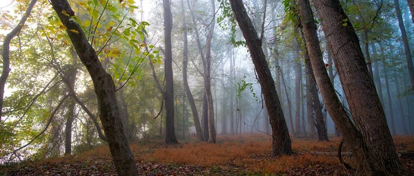 Forêt Moody Avec Brouillard Brouillard Durant Automne — Photo