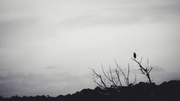 Pojedynczy Ptak Siedzący Gałęzi Bez Liści Sylwetce Ponurym Czarno Białym — Zdjęcie stockowe