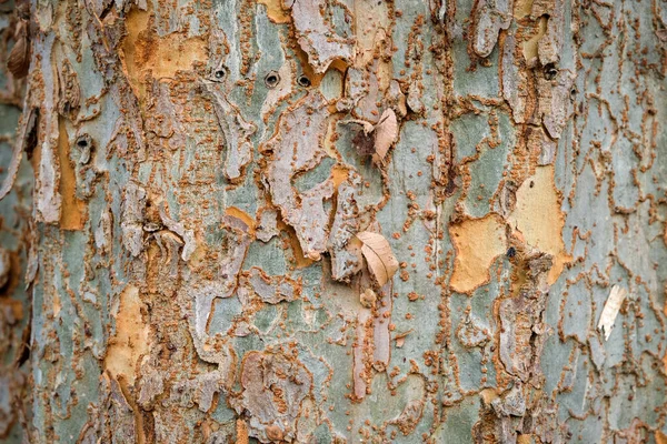 Vista Perto Casca Árvore Interessante — Fotografia de Stock