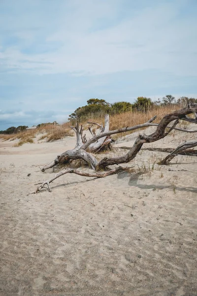 Vecchio Legno Alla Deriva Sulla Spiaggia Della Georgia Costiera Tybee — Foto Stock