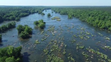 Rocky Shoal Spider Lilies 'e yapılan hava saldırısı Güney Carolina Catawba Nehri' nde çiçek açtı.