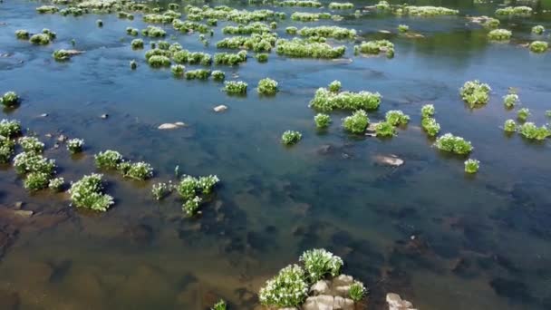 Luftzug Über Blühende Rocky Shoal Spider Lilies Catawba River South — Stockvideo