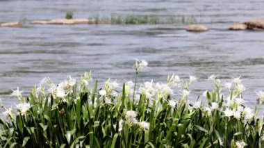 Rocky Shoal Spider Lilies blowing in mild breeze on the Catawba River in South Carolina, USA