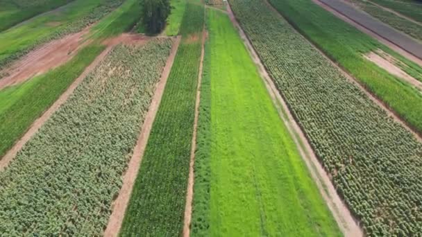 Letecké Tlačení Přes Úhledně Zasazené Slunečnice Kukuřici Velmi Suchými Podmínkami — Stock video