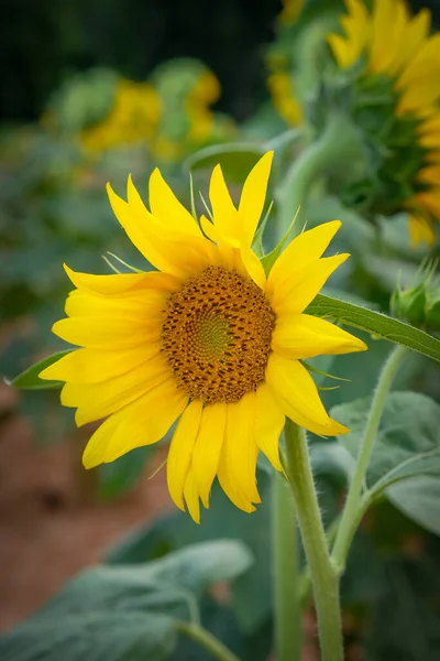 Одиночний Квітучий Соняшник Барвистий Фон — стокове фото
