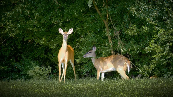 Deux Cerfs Mangeant Herbe Regardant Caméra — Photo