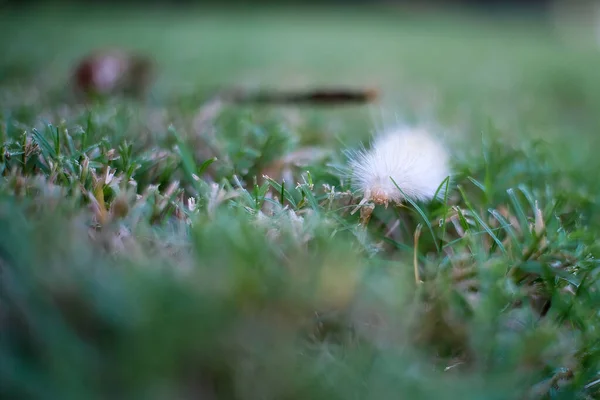 バージニアタイガー蛾クロールがマクロビューで芝を切断 — ストック写真