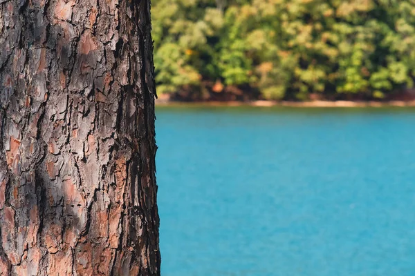 Écorce Arbre Rougeâtre Eau Bleu Profond Plage Avec Feuilles Changeantes — Photo